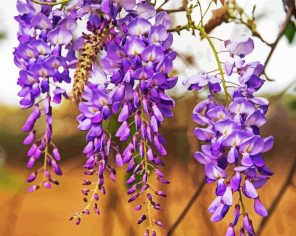 Purple Wisteria Paint By Numbers