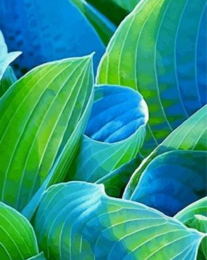 Grain Hosta Plant Paint By Numbers