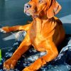 Brown Ridgeback Paint By Numbers