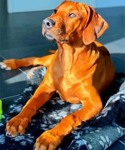 Brown Ridgeback Paint By Numbers