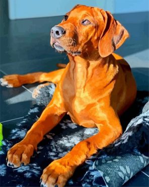 Brown Ridgeback Paint By Numbers