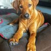 Ridgeback Dog Paint By Numbers