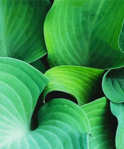 Angel Hosta Plant Paint By Numbers