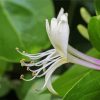 Honeysuckle Flowers Paint By Numbers