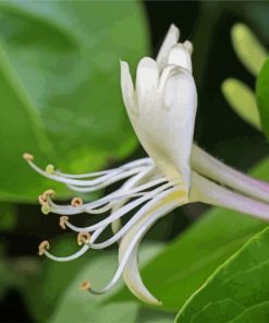 Honeysuckle Flowers Paint By Numbers