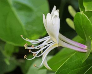 Honeysuckle Flowers Paint By Numbers