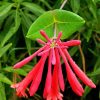 Pink Honeysuckle Paint By Numbers