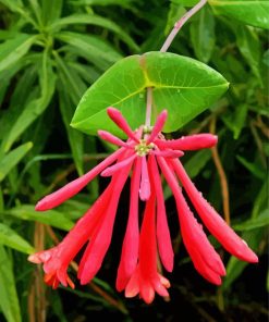 Pink Honeysuckle Paint By Numbers