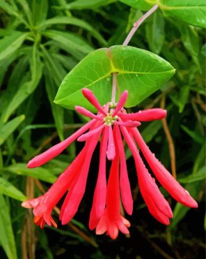 Pink Honeysuckle Paint By Numbers