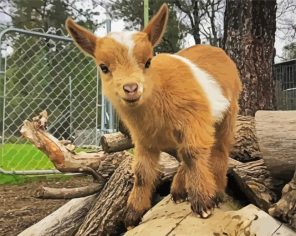 Goat Baby Paint By Numbers