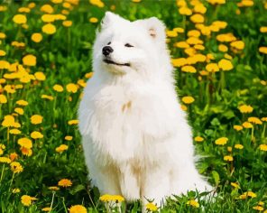 Cute Samoyed Puppy Paint By Numbers