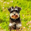 Schnauzer Puppy Paint By Numbers