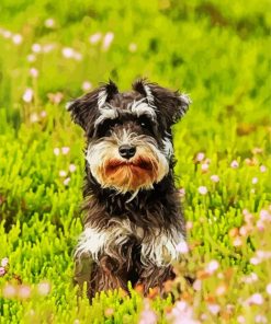 Schnauzer Puppy Paint By Numbers