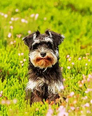 Schnauzer Puppy Paint By Numbers