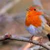 Orange Robin Paint By Numbers