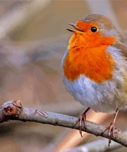 Orange Robin Paint By Numbers