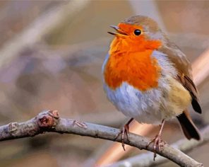 Orange Robin Paint By Numbers