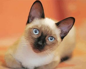 Cute Siamese Paint By Numbers