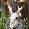 Deer Skull Paint By Numbers