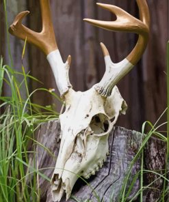 Deer Skull Paint By Numbers