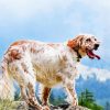 English Setter Paint By Numbers