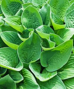 Hostas Leaves Paint By Numbers