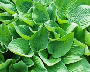 Hostas Leaves Paint By Numbers