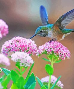 Lovely Hummingbird Paint By Numbers