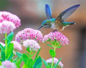 Lovely Hummingbird Paint By Numbers