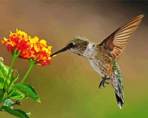 Hummingbird Paint By Numbers