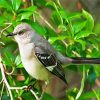 Cute Mockingbird Paint By Numbers