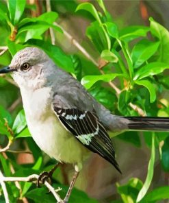 Cute Mockingbird Paint By Numbers