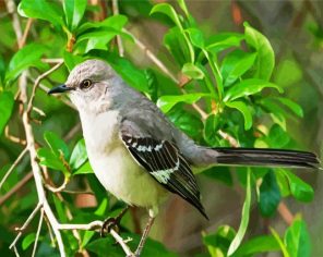 Cute Mockingbird Paint By Numbers