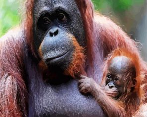 Orangutans Family Paint By Numbers