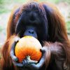 Orangutan Paint By Numbers