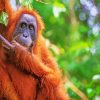 Orangutan Animal Paint By Numbers