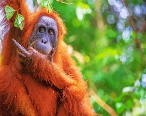 Orangutan Animal Paint By Numbers