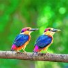 Cute Kingfisher Fowls Paint By Numbers