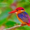 Little Kingfisher Paint By Numbers