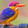 Colorful Cute Kingfisher Paint By Numbers