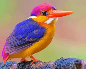 Colorful Cute Kingfisher Paint By Numbers