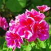 Pink Geraniums Paint By Numbers