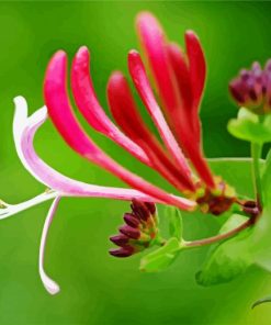 Pinkie Honeysuckles Paint By Numbers