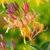 Colorful Honeysuckles Paint By Numbers