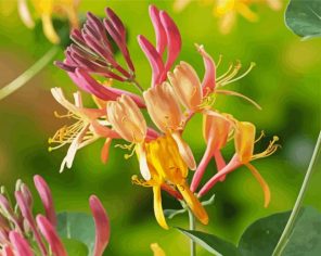 Colorful Honeysuckles Paint By Numbers