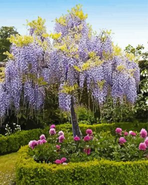 Wisteria Roses Paint By Numbers
