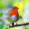 Robin On Stick Paint By Numbers