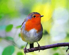 Robin On Stick Paint By Numbers