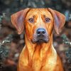 Ridgeback Paint By Numbers