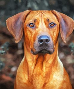 Ridgeback Paint By Numbers